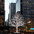 Tree of Lights II